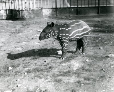 Een jonge Maleise Tapir in de Londense Dierentuin, 5 oktober 1921 door Frederick William Bond